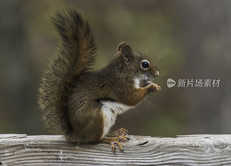 美国红松鼠，Tamiasciurus hudsonicus，缅因州。